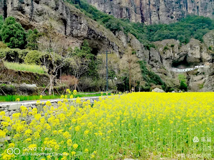 🌹🌹温州雁荡山游（五）欣赏雁荡山脚下的油菜花